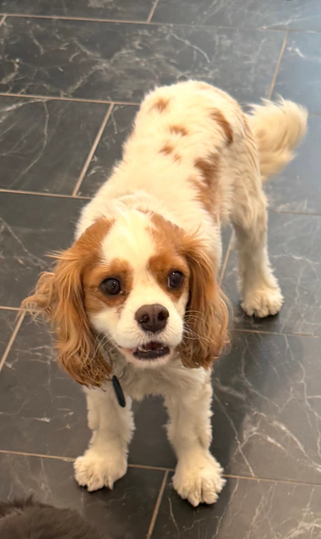 Beau - Cavalier King Charles Spaniel