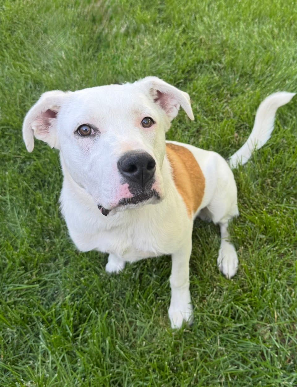 Millie - Labrador Retriever