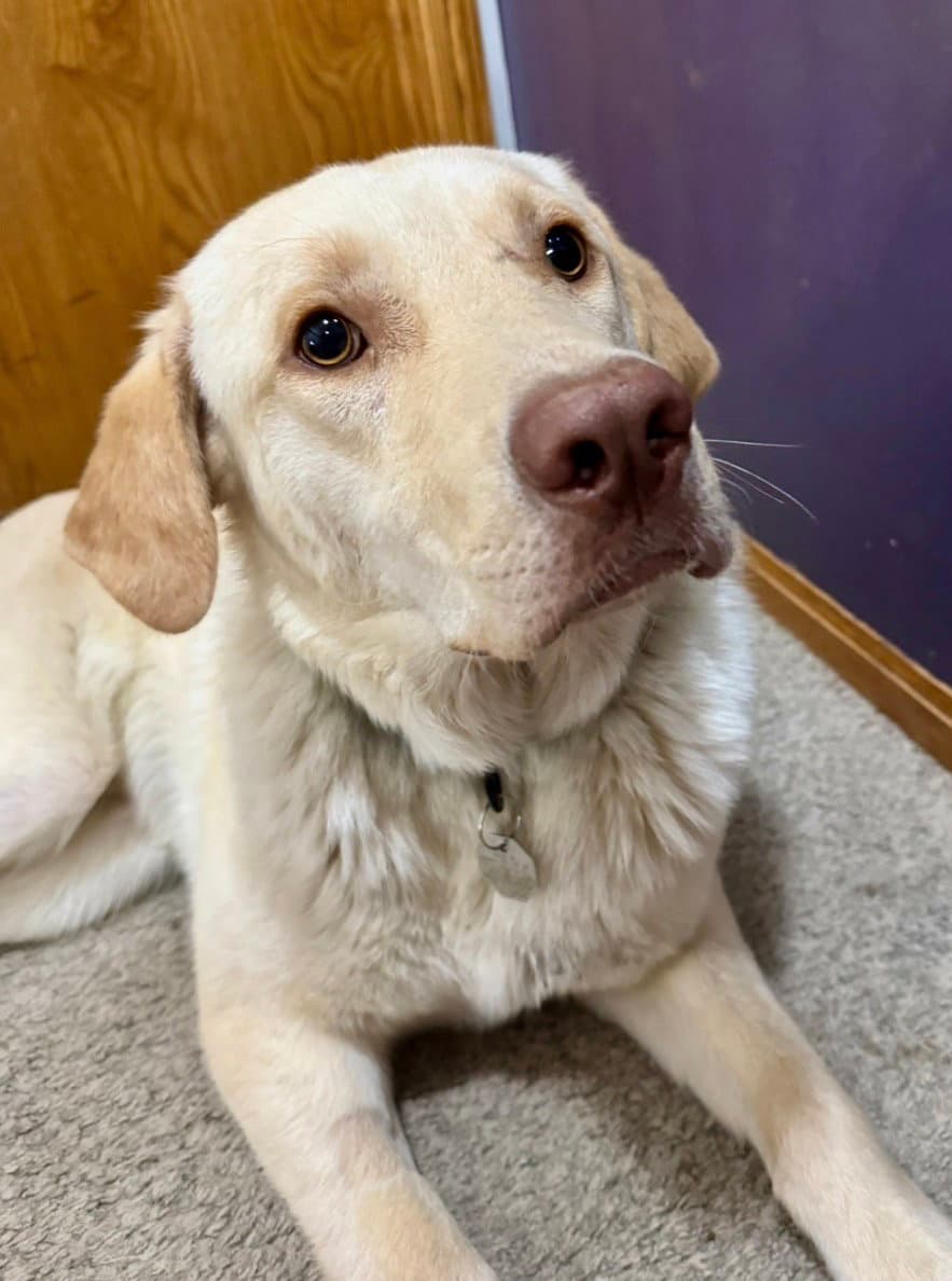 Drake - Labrador Retriever