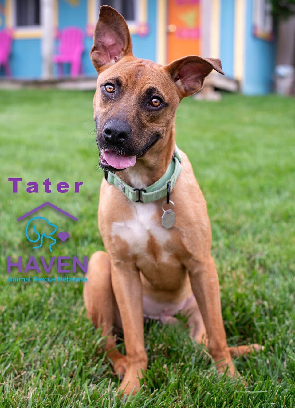 Tater - Boxer