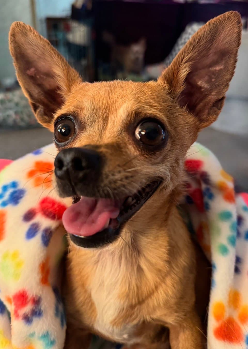 Tina - Chihuahua