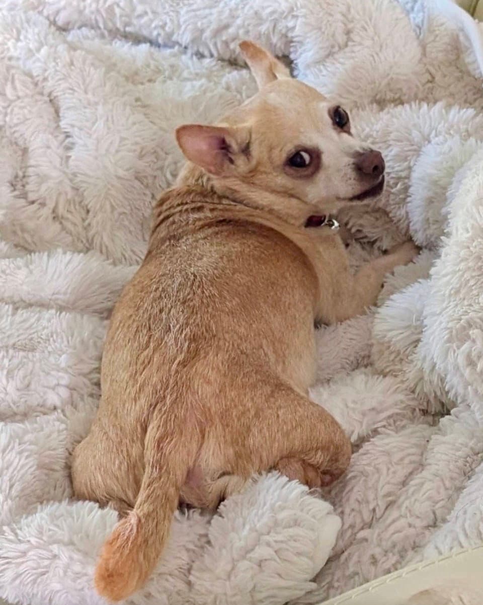 Maui - Chihuahua