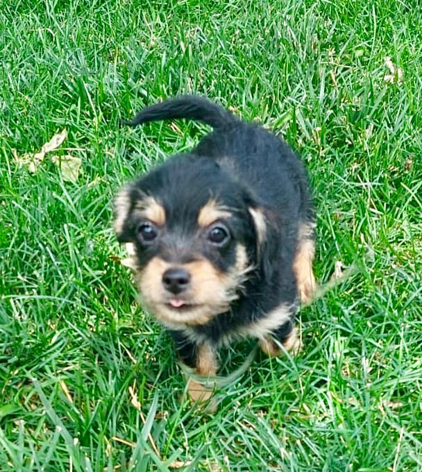 Duke - Chihuahua