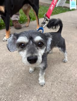 Smokie image 1