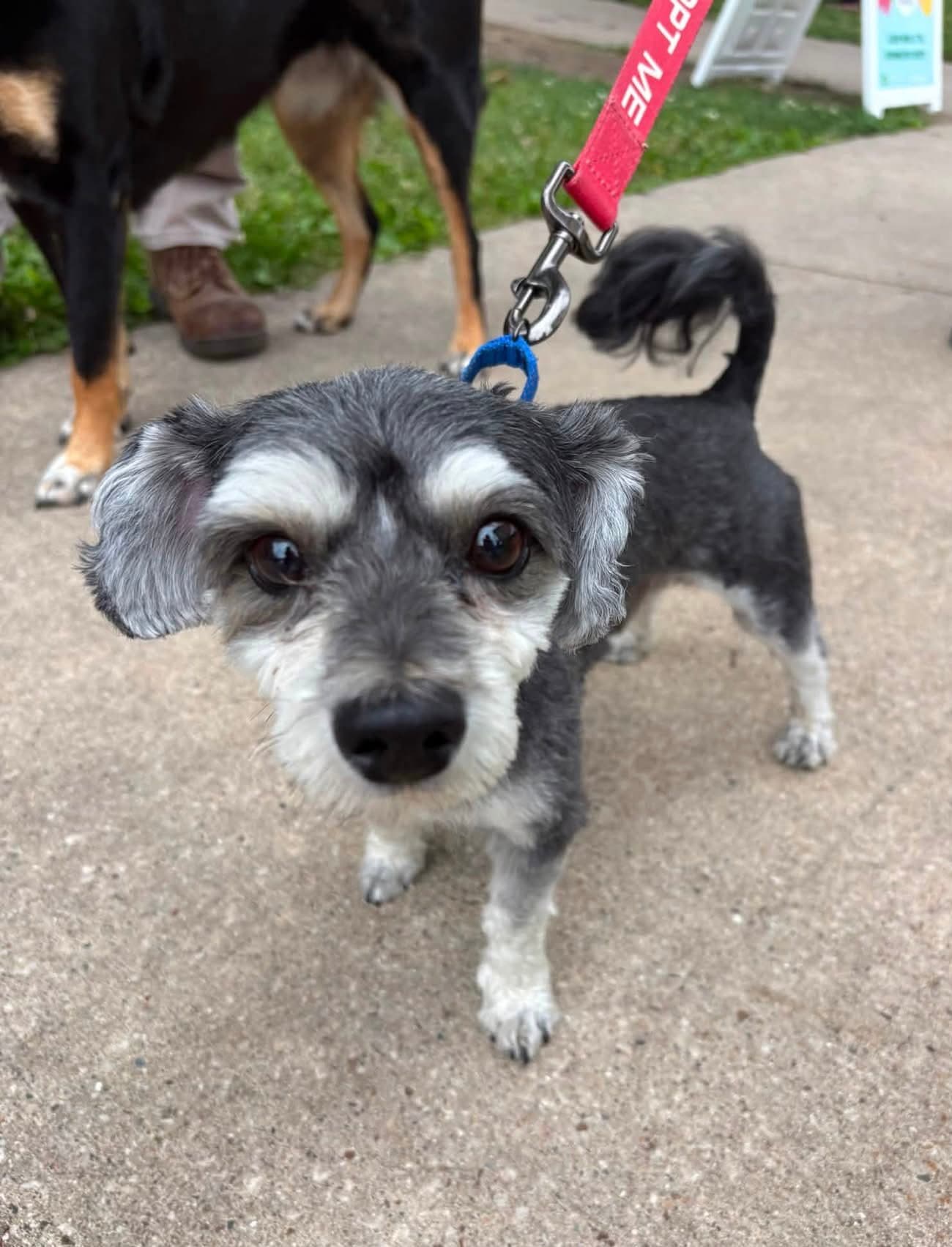Smokie - Poodle (Toy)