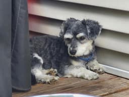 Smokie image 2