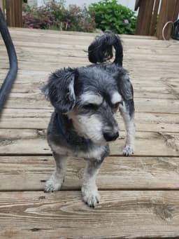Smokie image 4