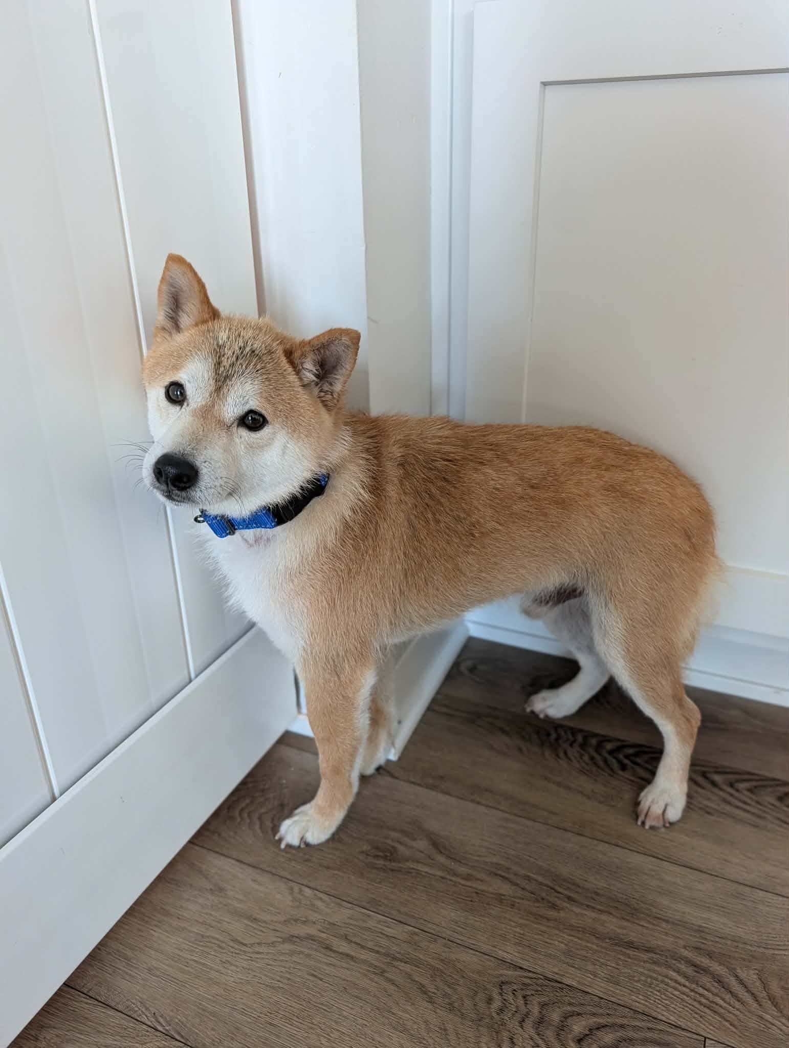 Kitsu