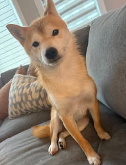 Kitsu image 2