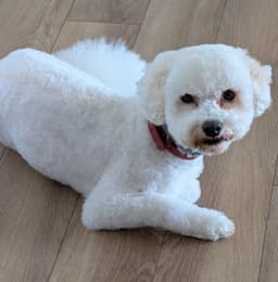 Charlie image 1