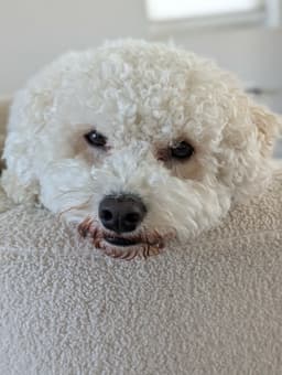 Charlie image 2