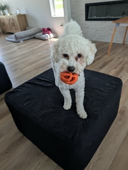Charlie image 3