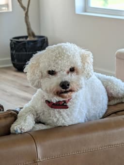 Charlie image 4
