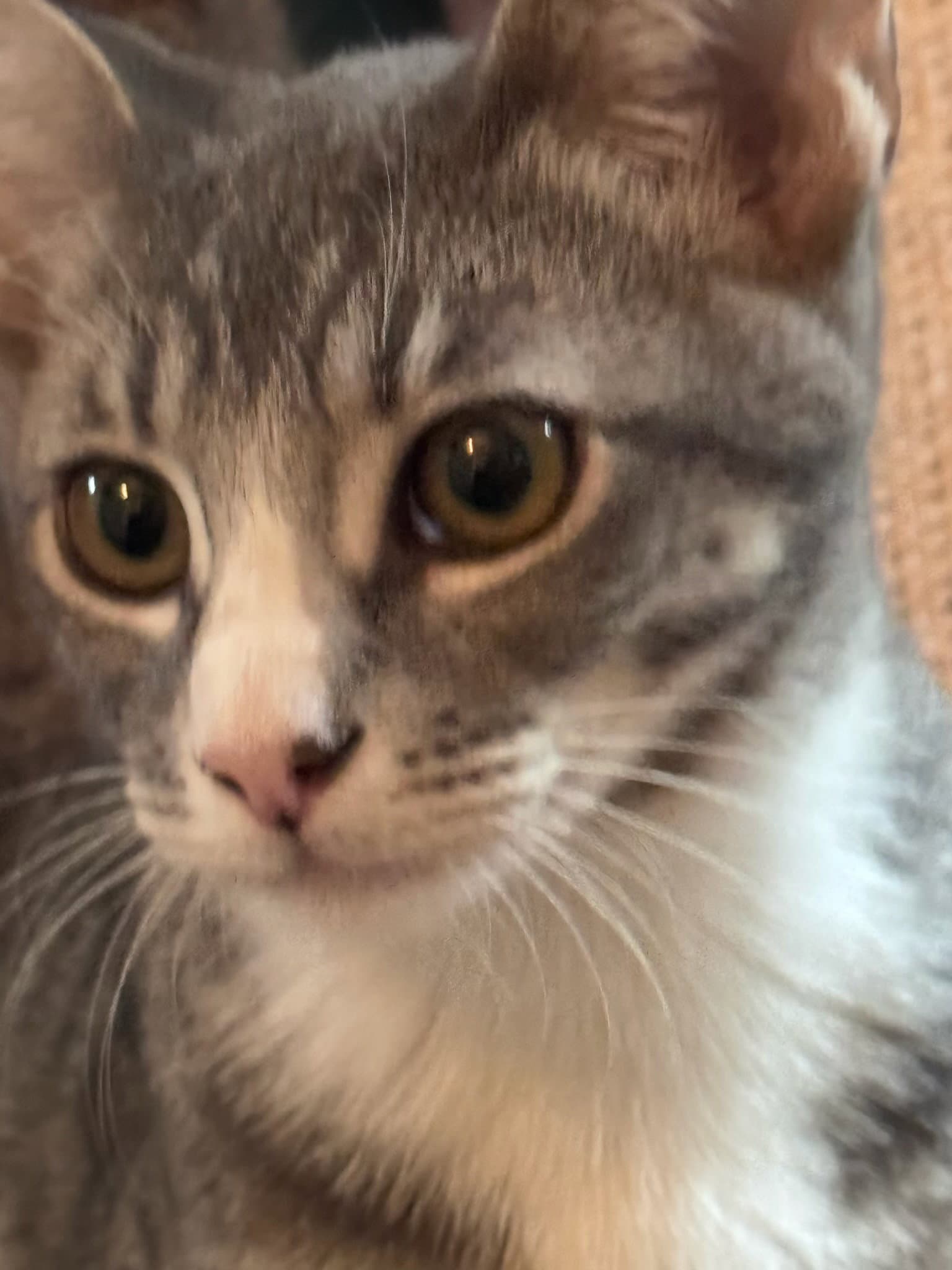 Doc  Jax - Domestic Short Hair
