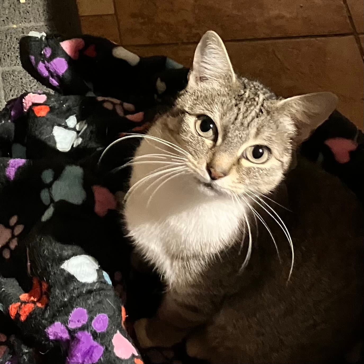 Lady - Domestic Short Hair