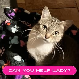 Lady image 2