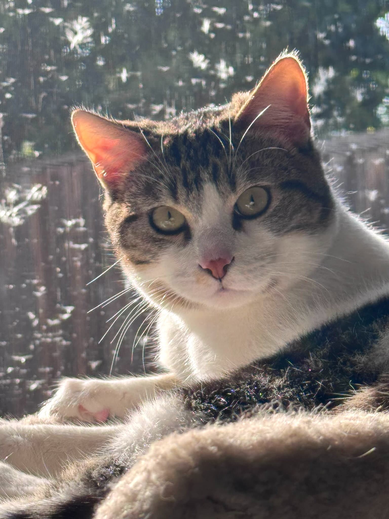 Elvis  Prissy - Domestic Short Hair