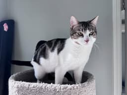 Elvis  Prissy image 2