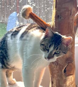 Prissy  Elvis image 1