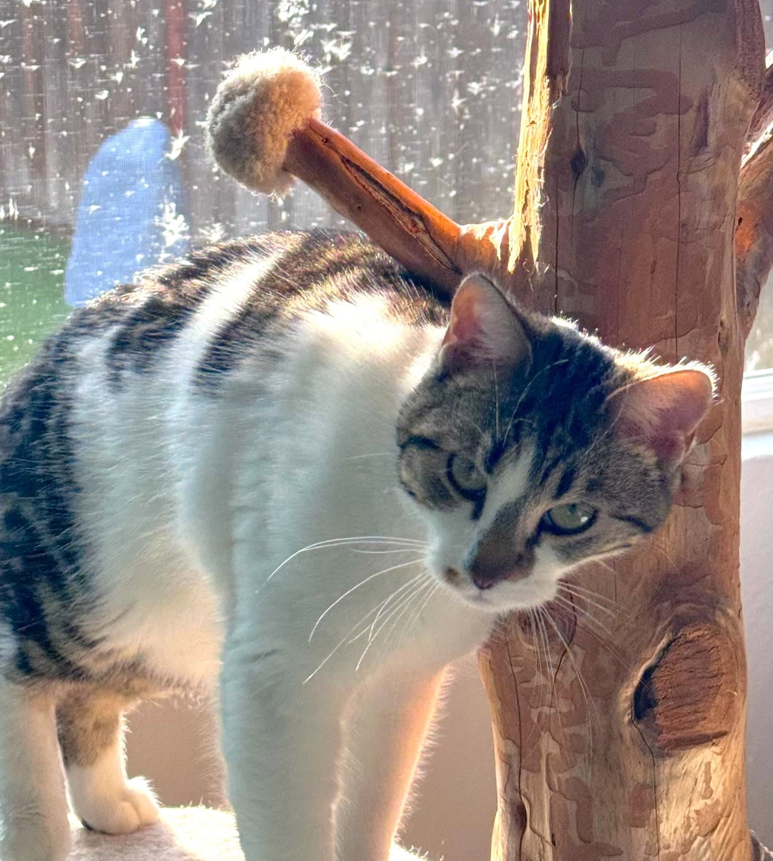 Prissy  Elvis - Domestic Short Hair