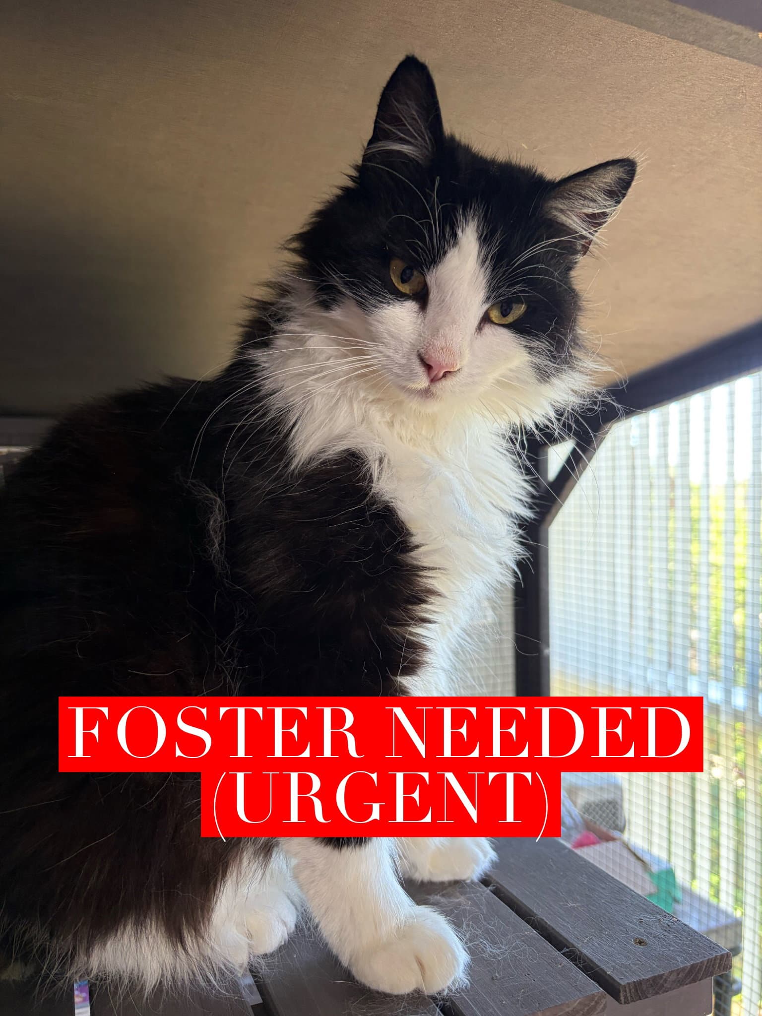 Gracie - Domestic Long Hair