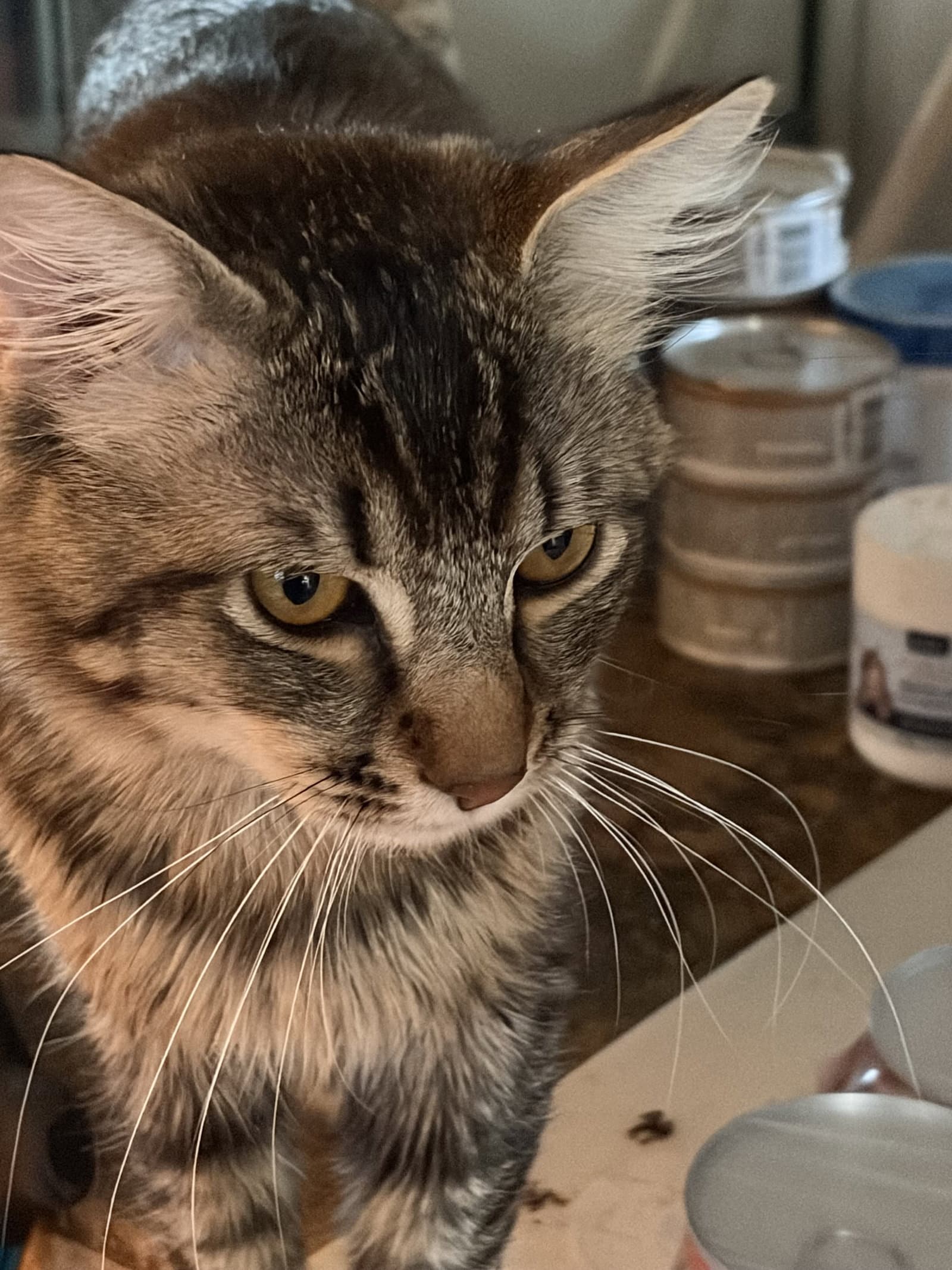 Geoffrey  Clementine - Domestic Medium Hair
