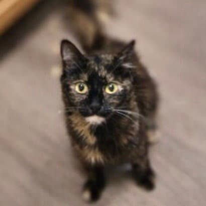 Clementine  Geoffrey - Domestic Medium Hair