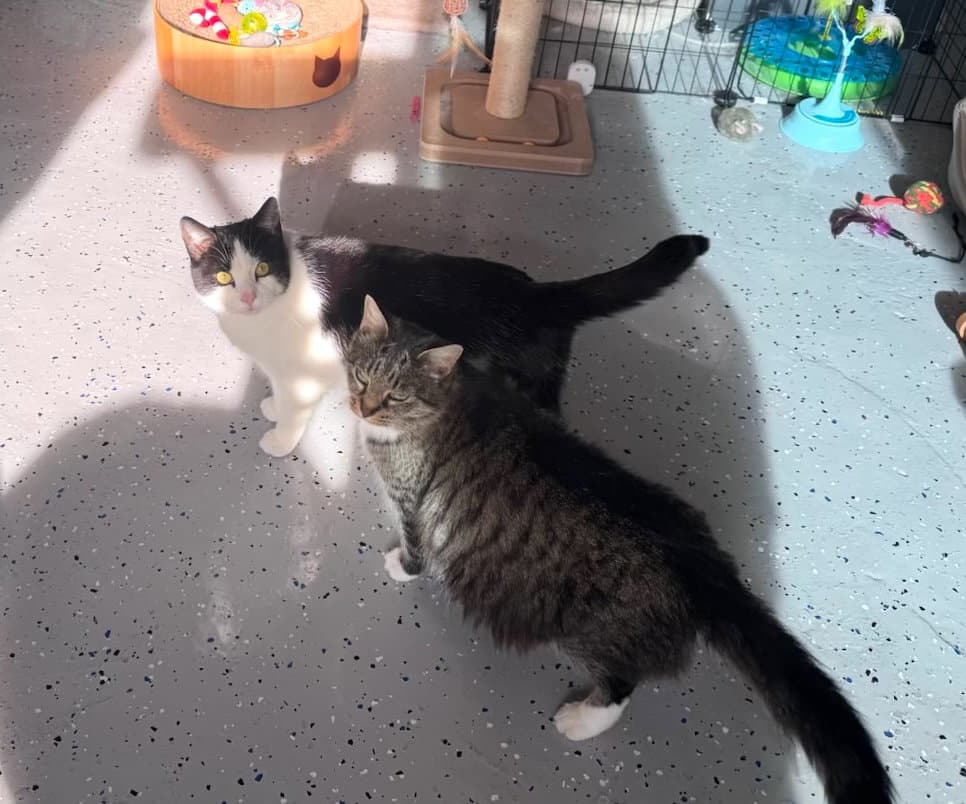 Luna - Domestic Short Hair