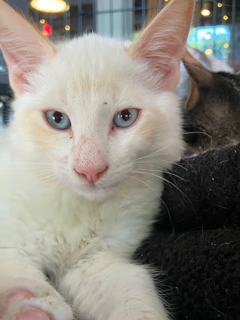 Marshmallow - Domestic Medium Hair