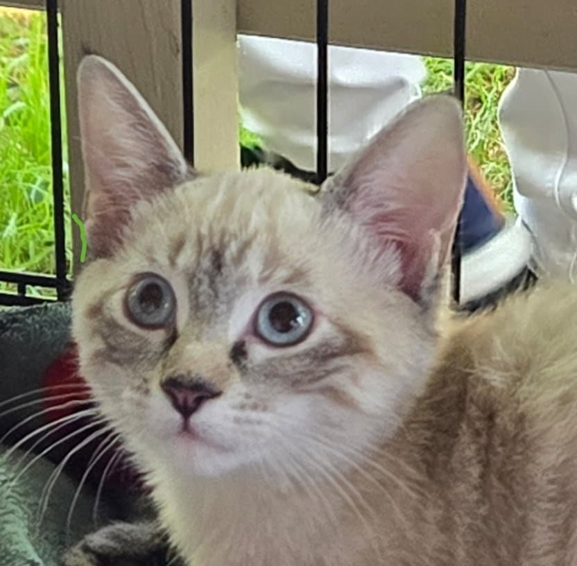 Ash  Ashley - Domestic Short Hair