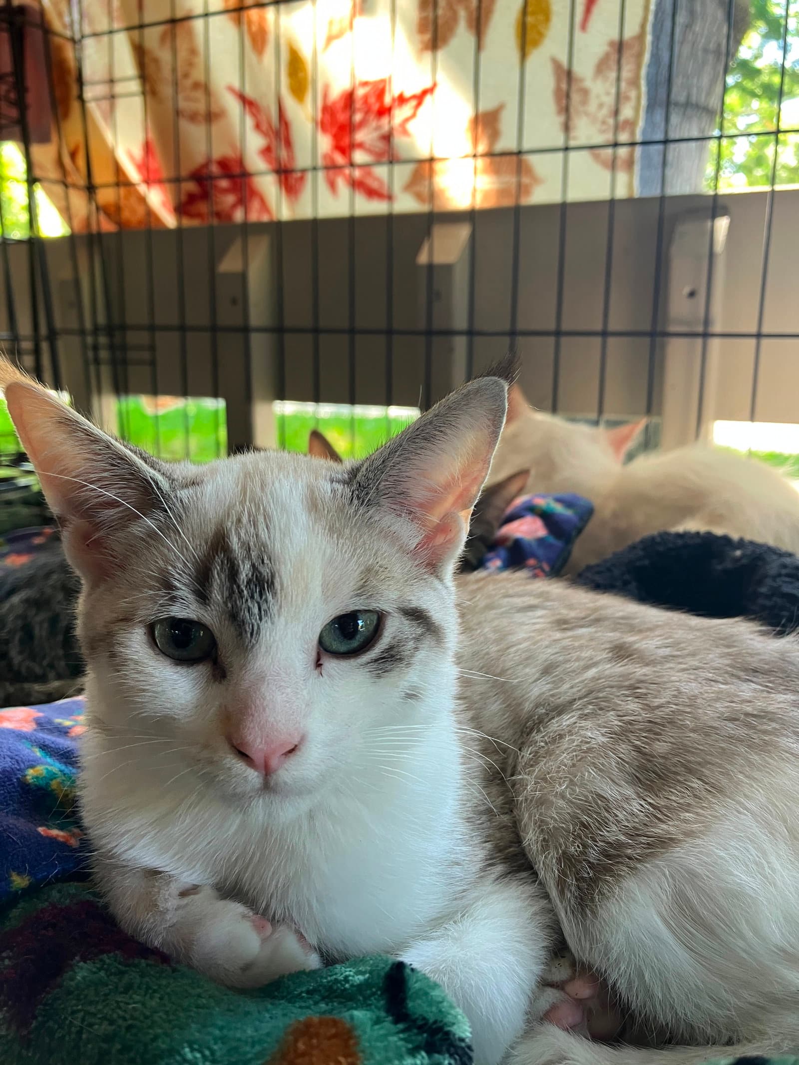 Ashley  Ash - Domestic Short Hair