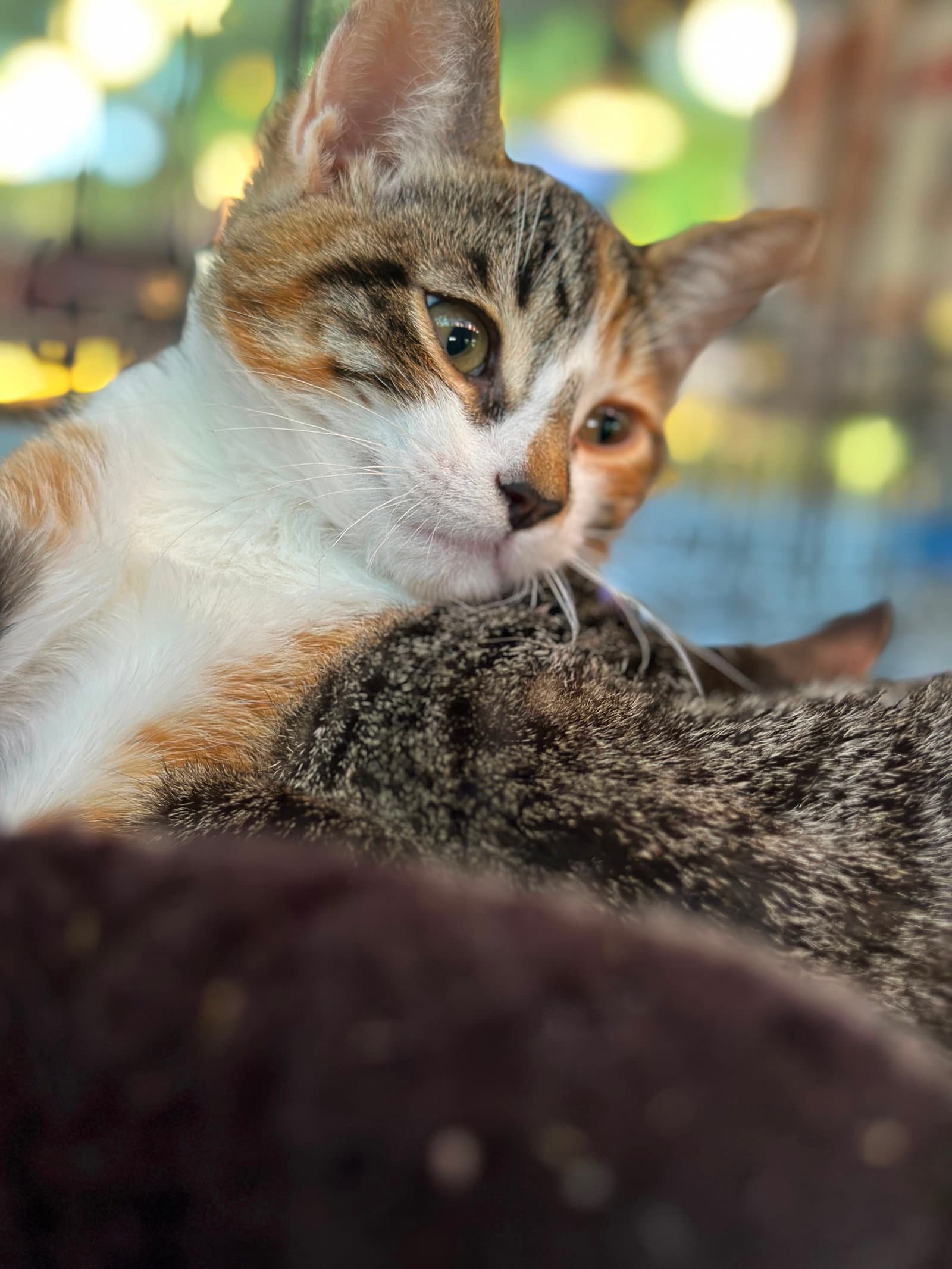Dora  Stripes - Domestic Short Hair