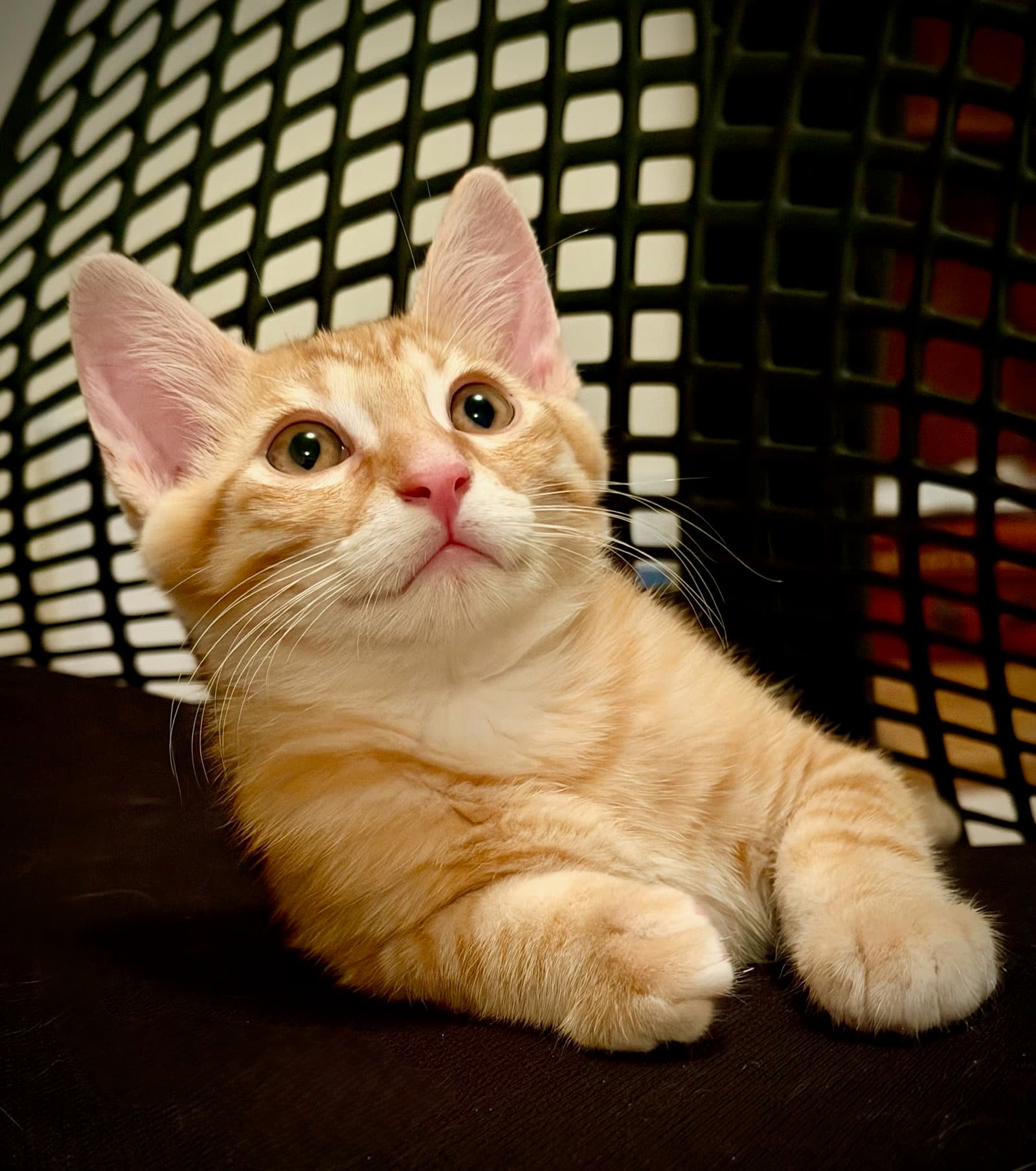 Marmalade  Sibling - Domestic Short Hair
