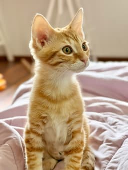 Marmalade  Sibling image 3