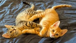 Marmalade  Sibling image 4