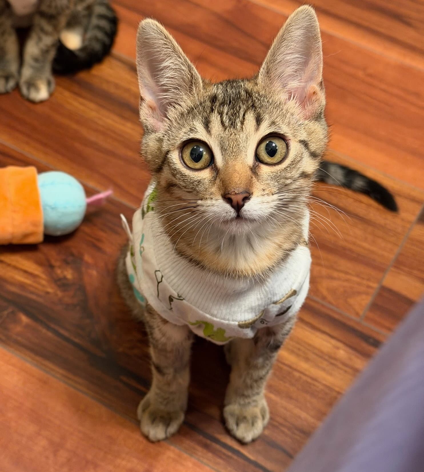 Tumbles  Jumbles - Domestic Short Hair