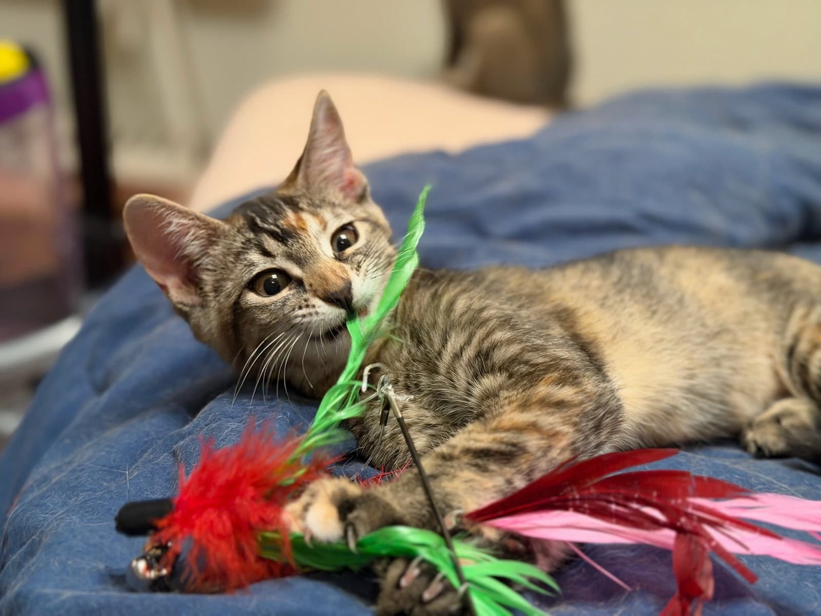 Mango  Tango - Domestic Short Hair