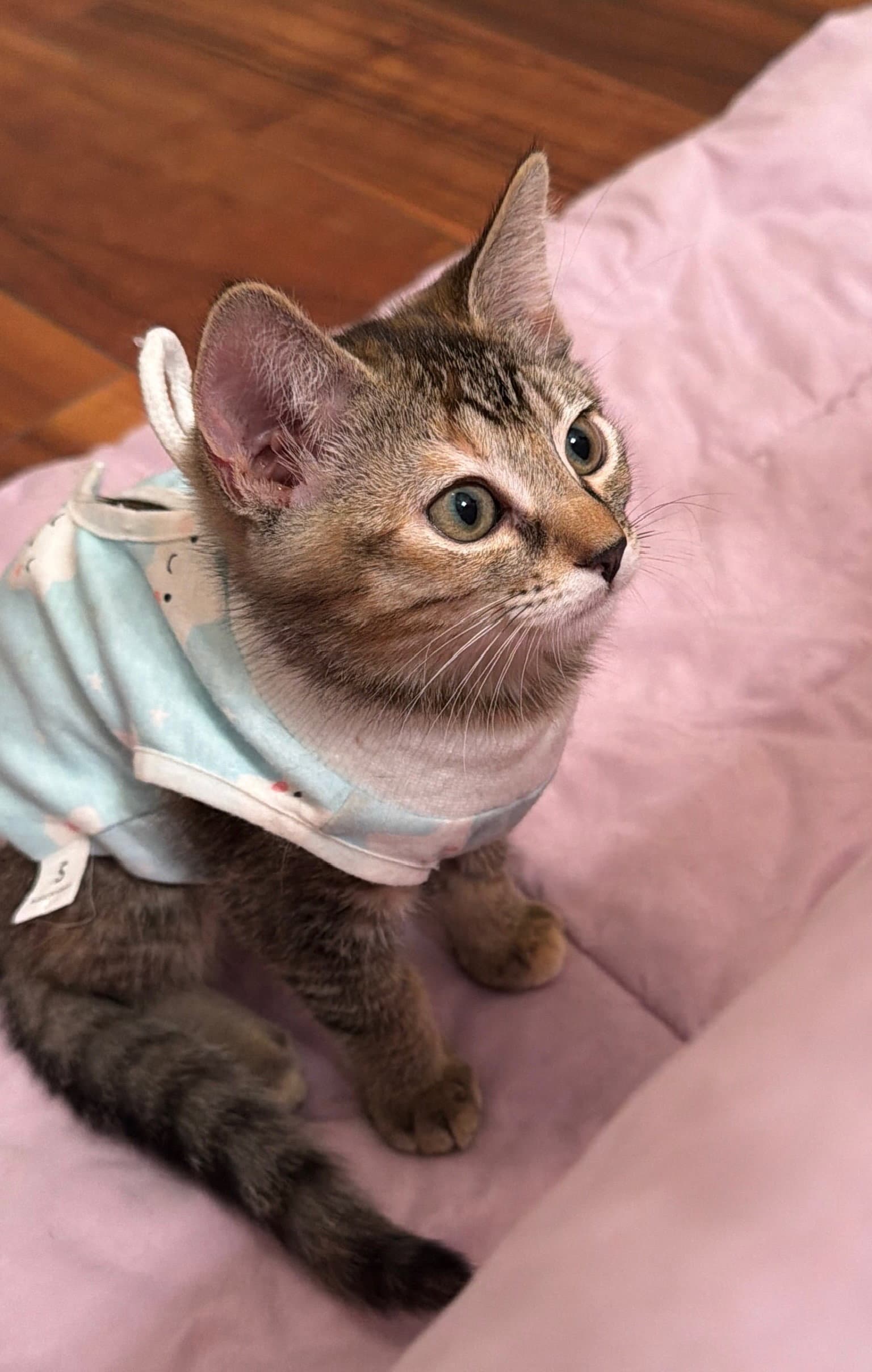 Tango  Mango - Domestic Short Hair