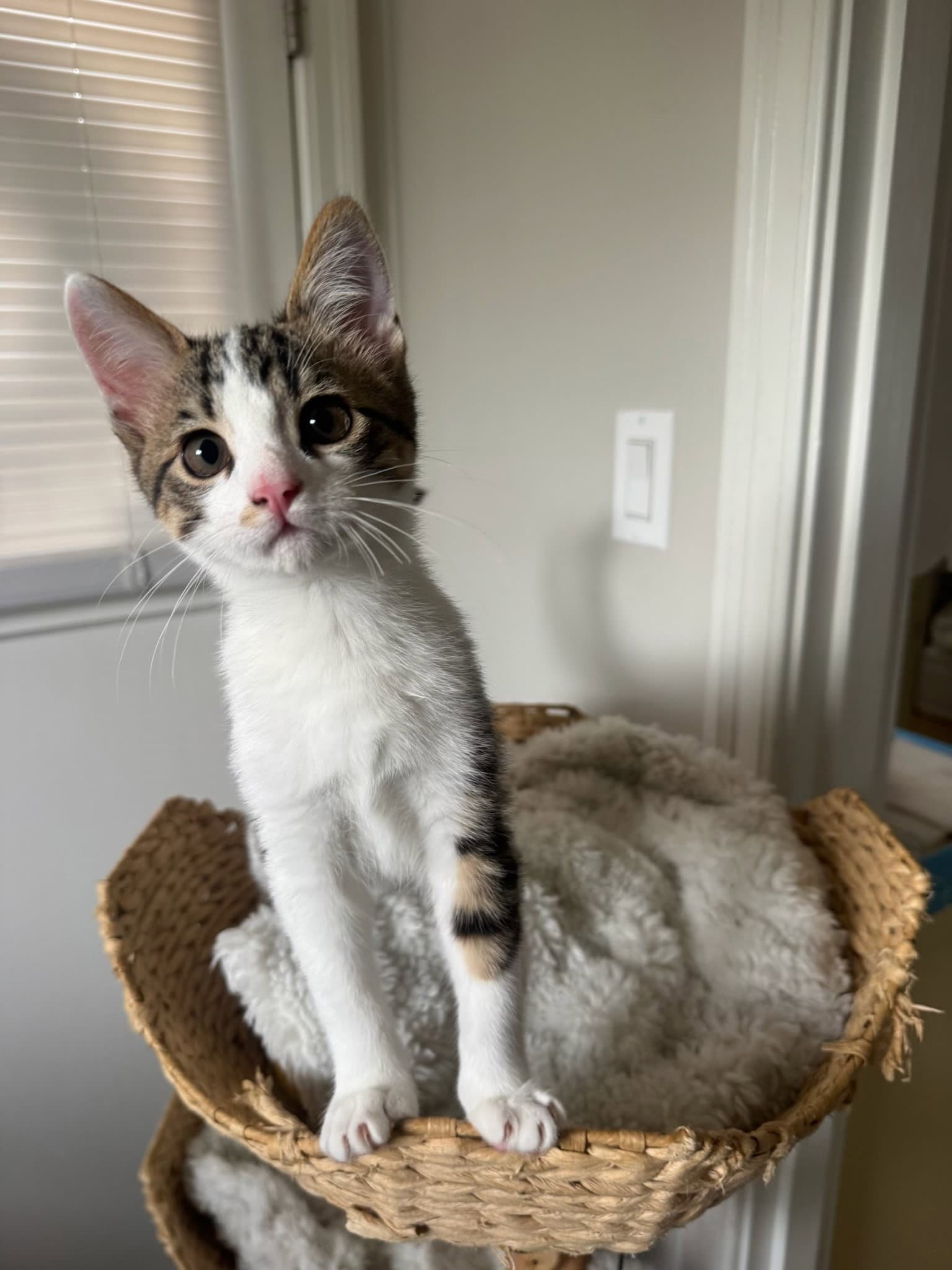 Tofu  Tuna - Domestic Short Hair
