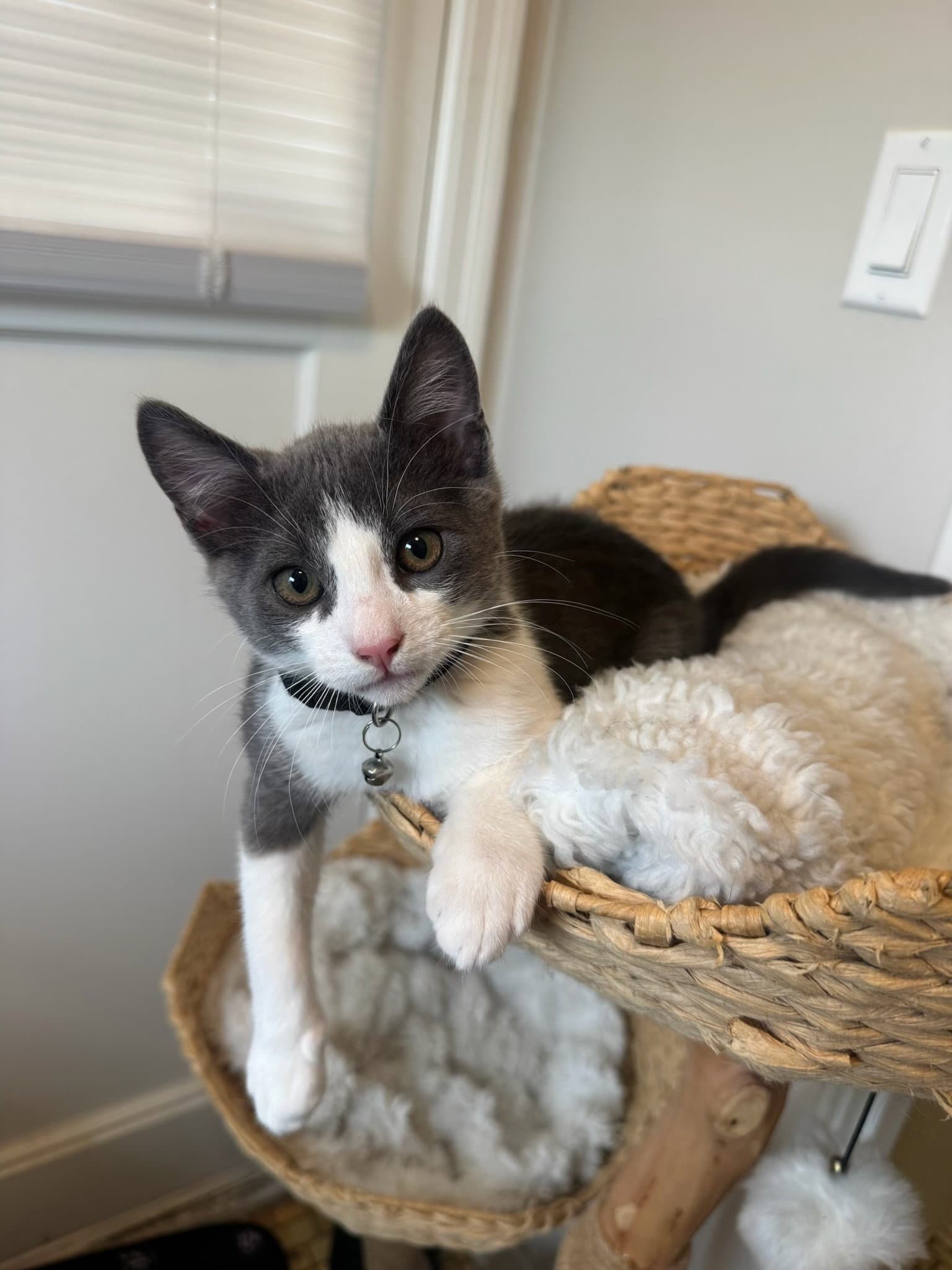Tuna  Tofu - Domestic Short Hair