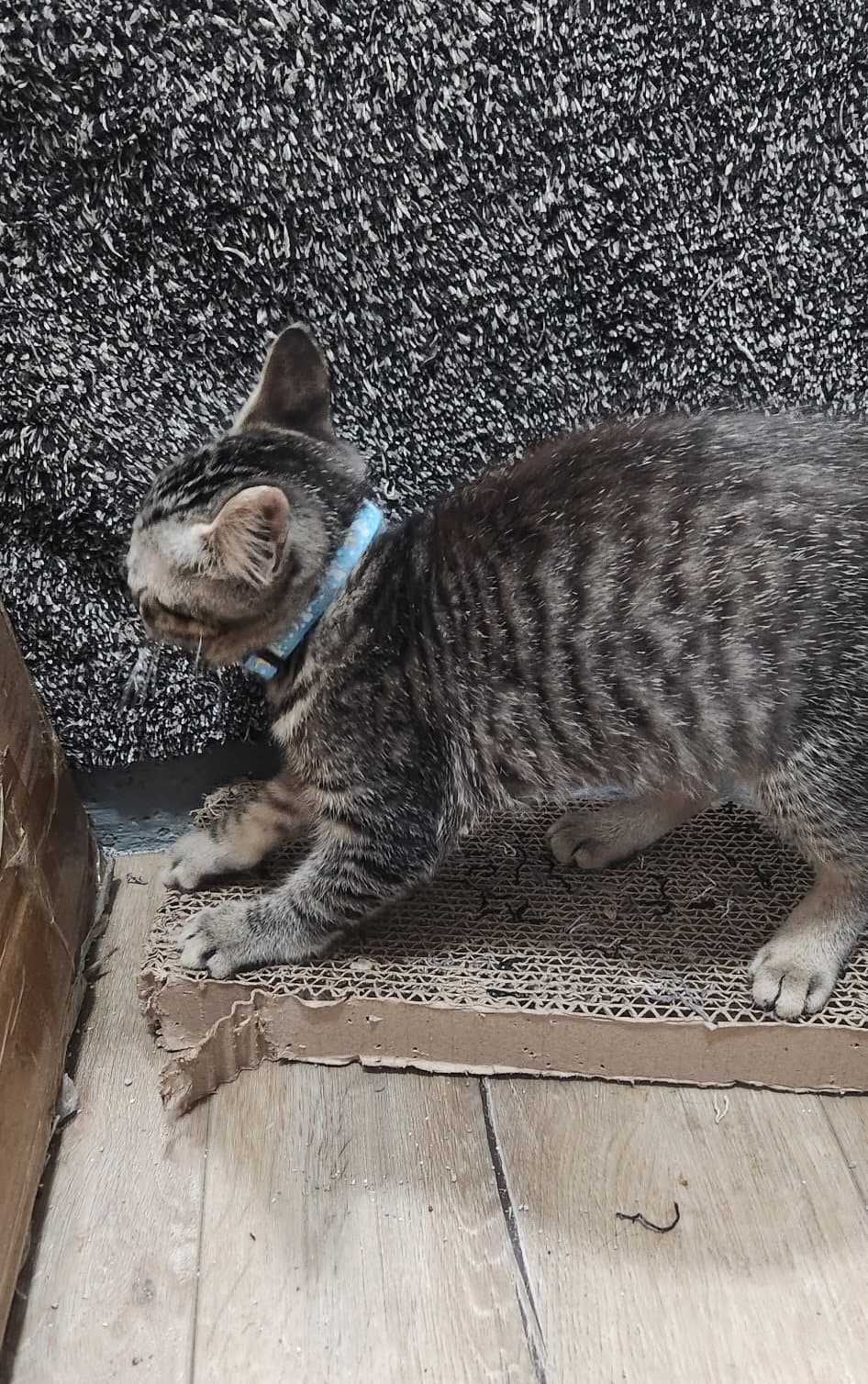 Sherikan  Sensei - Domestic Short Hair