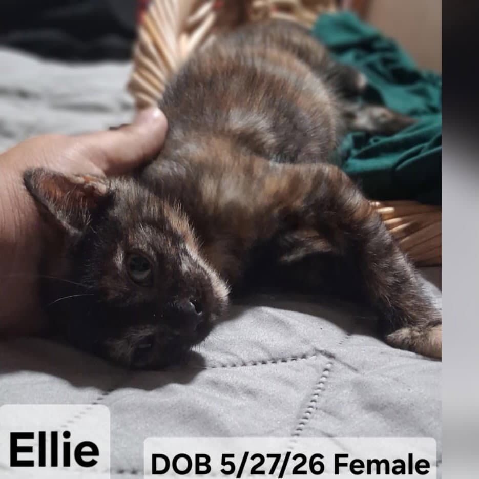 Ellie  Malcolm - Domestic Short Hair