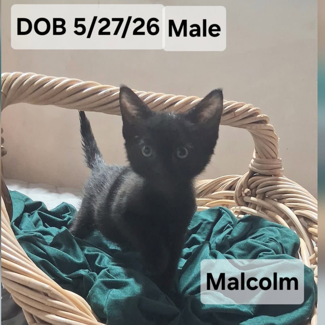 Malcolm  Ellie - Domestic Short Hair