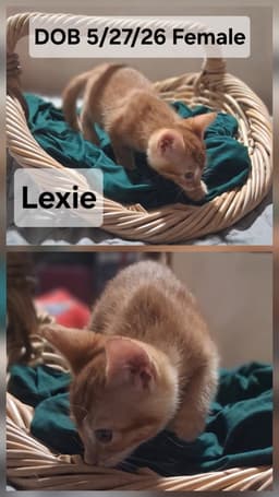 Lexie  Maisie image 2