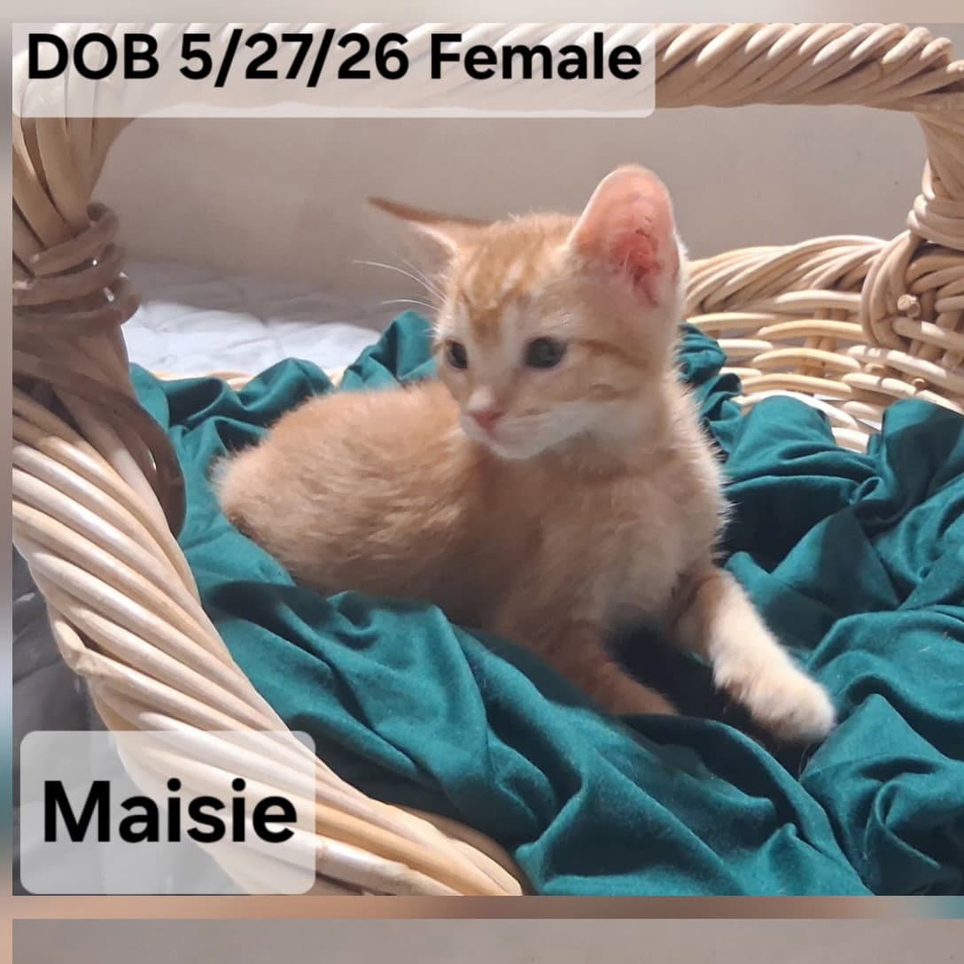 Maisie  Lexie - Domestic Short Hair
