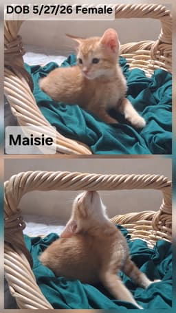 Maisie  Lexie image 2