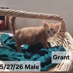 Grant  Sibling image 1
