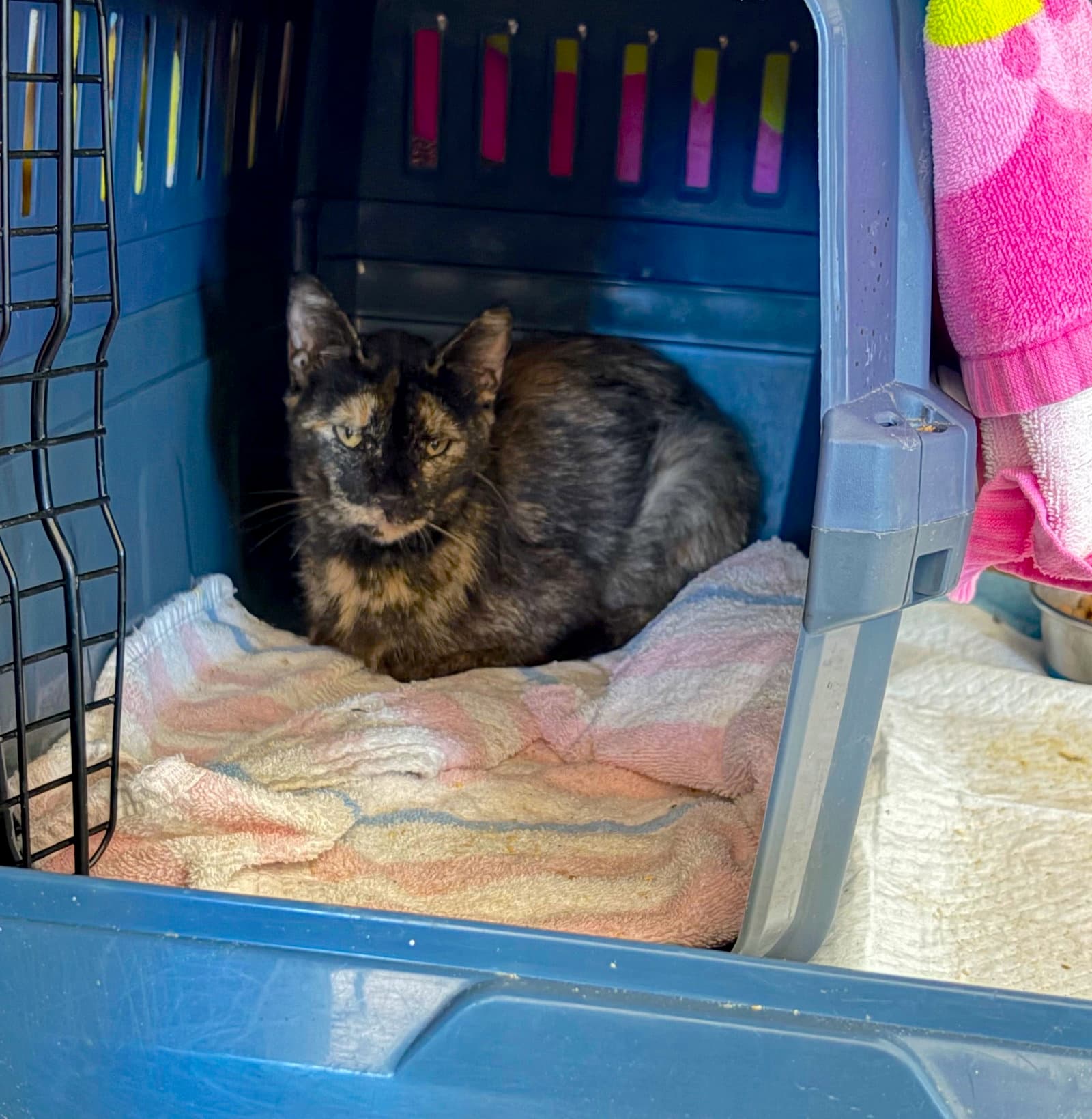 Felicia - Domestic Short Hair