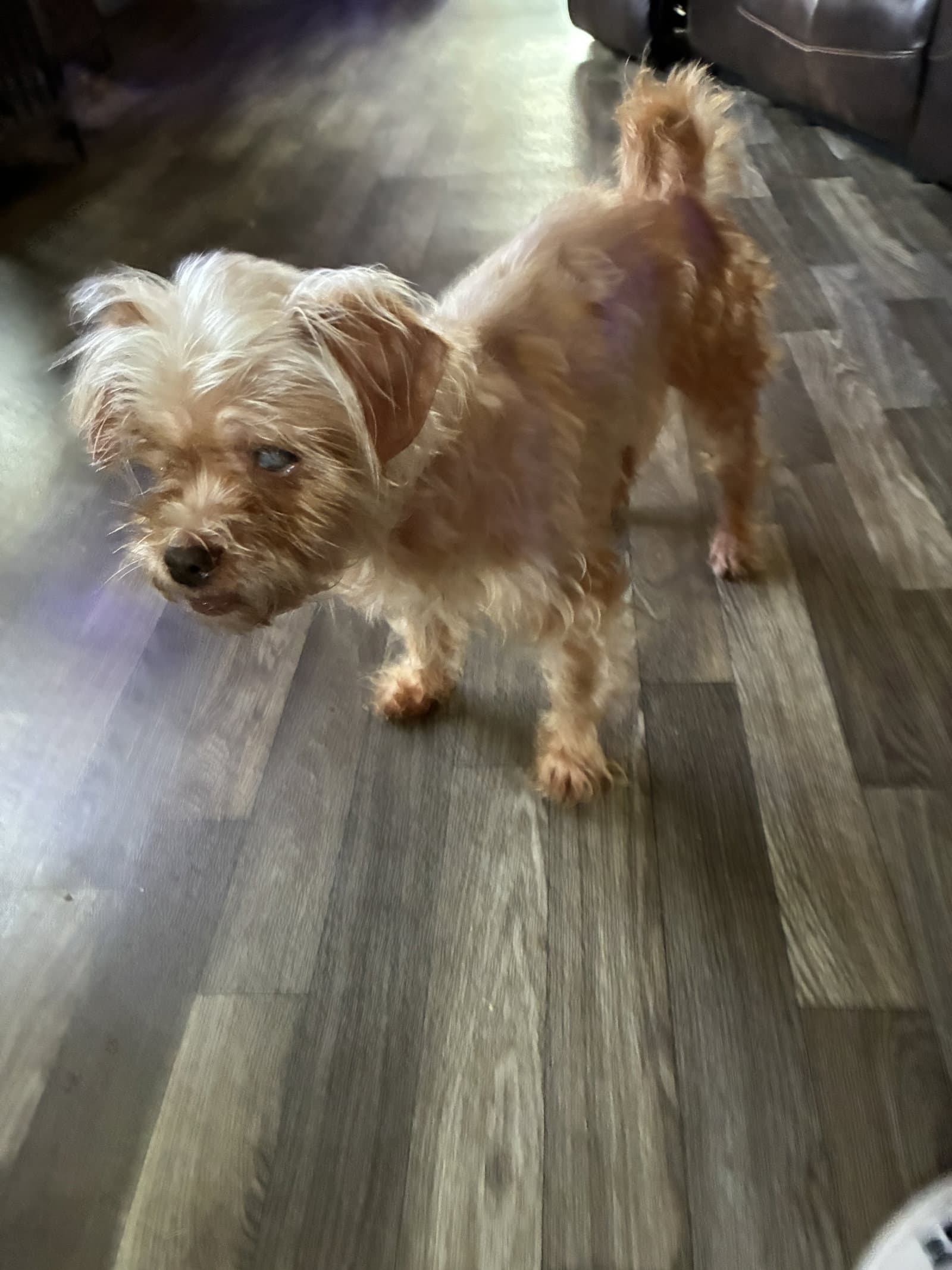 Rosie - Yorkshire Terrier Yorkie