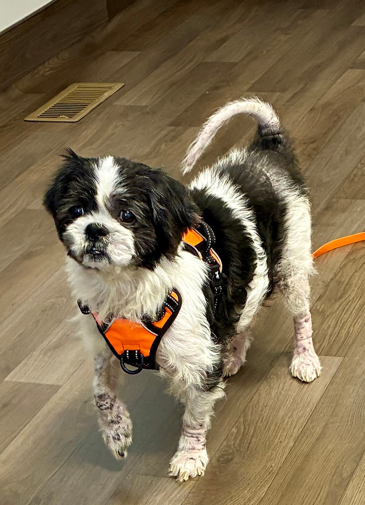 Lili - Shih Tzu